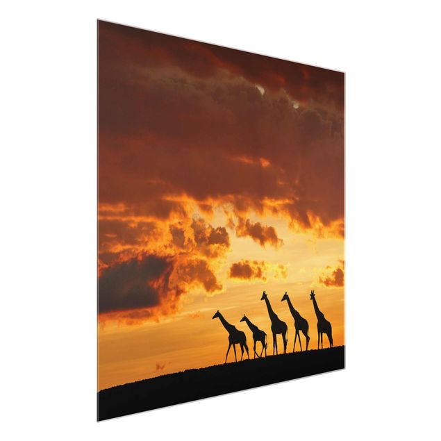 Obrazy na szkle krajobraz Pięć żyraf