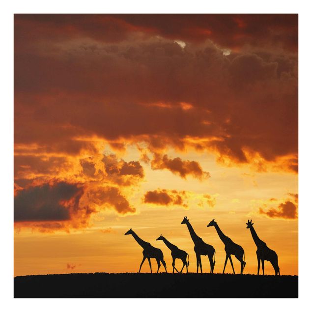 Obrazy na szkle zwierzęta Pięć żyraf