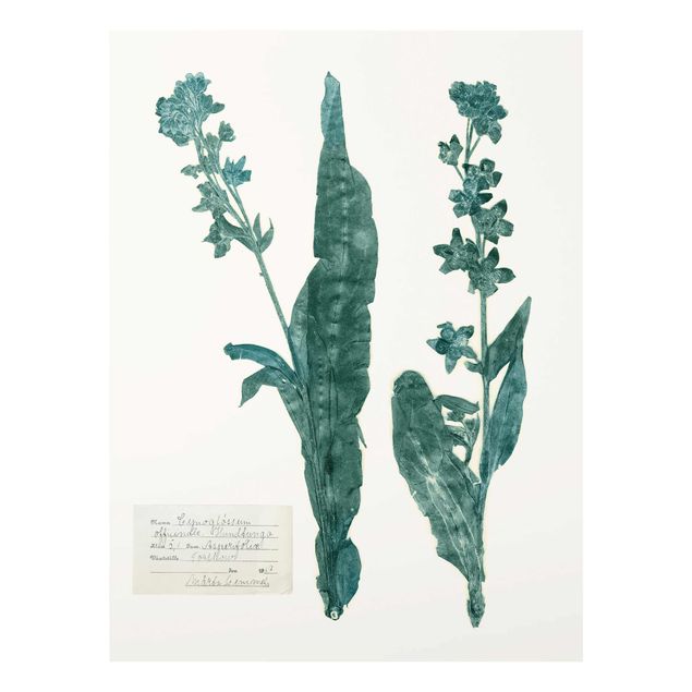 Obrazy vintage Pressed Flowers - Dogtooth