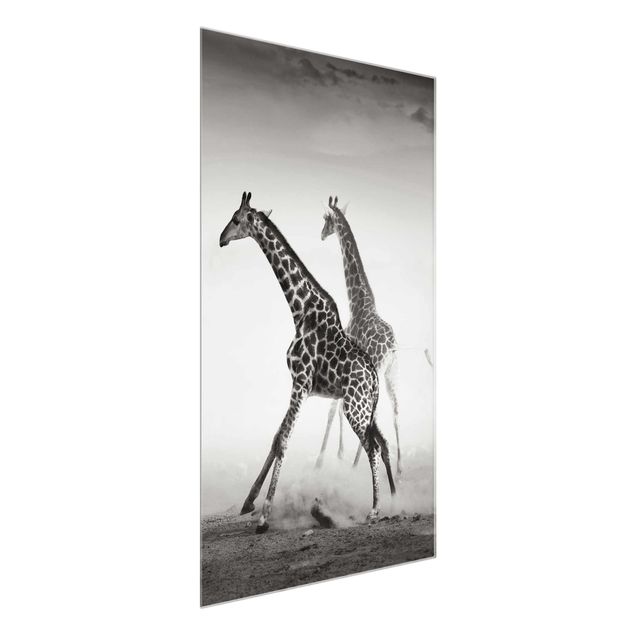 Obrazy żyrafa Polowanie na żyrafę