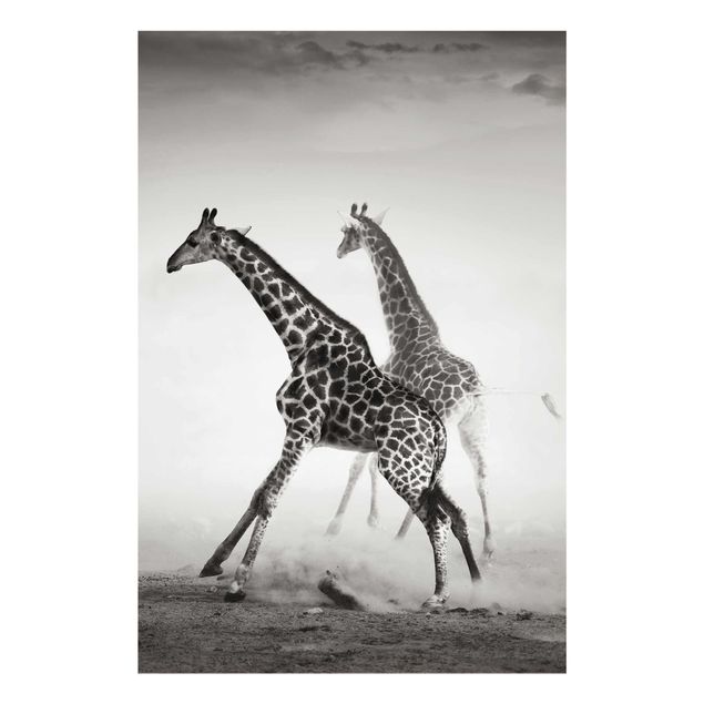 Obrazy na szkle zwierzęta Polowanie na żyrafę