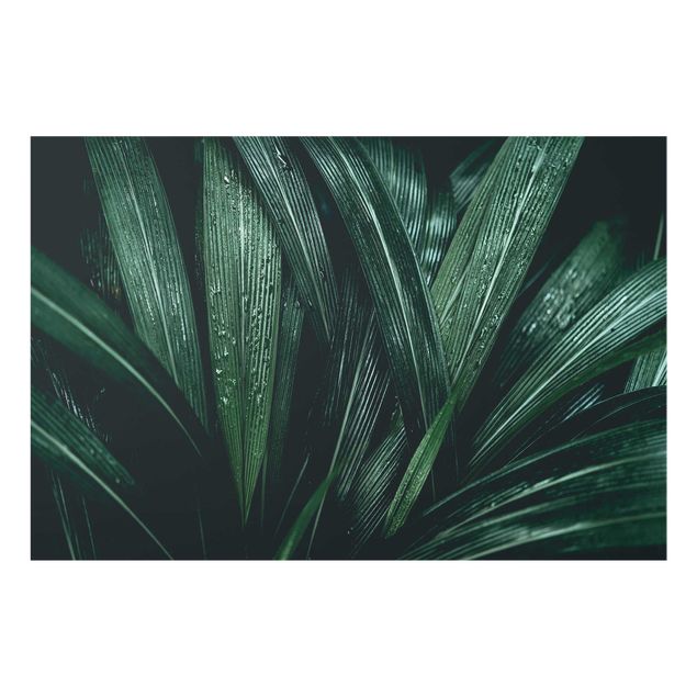 Zielony obraz Zielone liście palmy