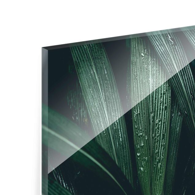 Obrazy Zielone liście palmy