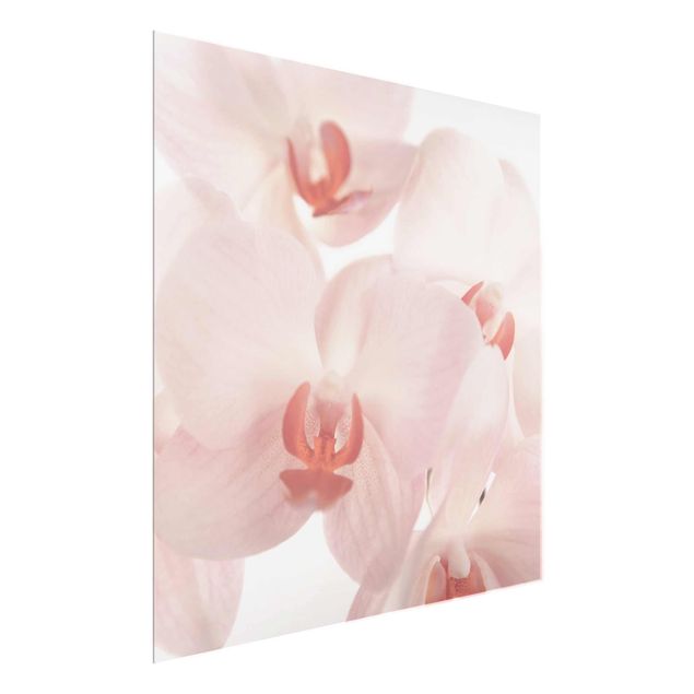Obrazy na szkle kwadrat Bright Orchid - Svelte Orchids