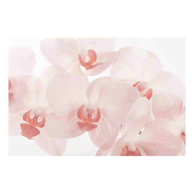 Obrazy do salonu nowoczesne Bright Orchid - Svelte Orchids