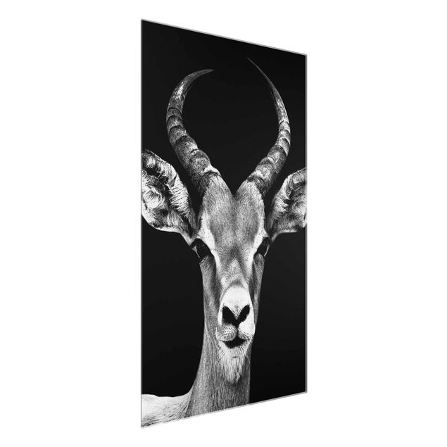 Obrazy na szkle zwierzęta Antylopa impala czarno-biała