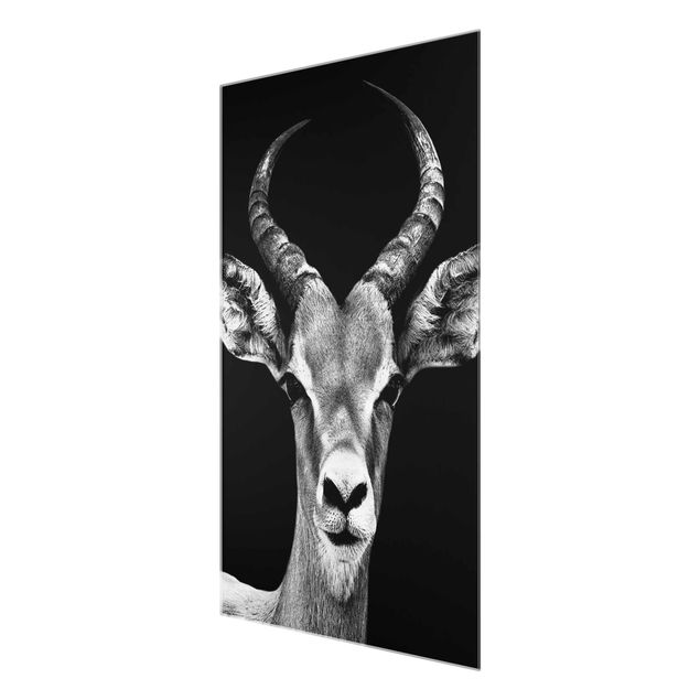 Obrazy nowoczesne Antylopa impala czarno-biała