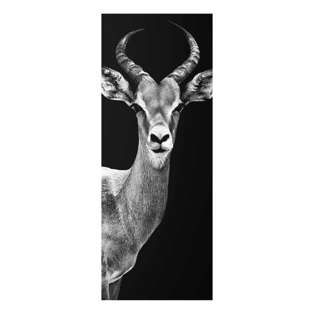 Obrazy do salonu Antylopa impala czarno-biała