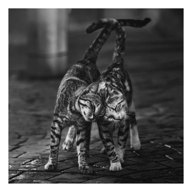 Obrazy na szkle zwierzęta Kocia przyjaźń