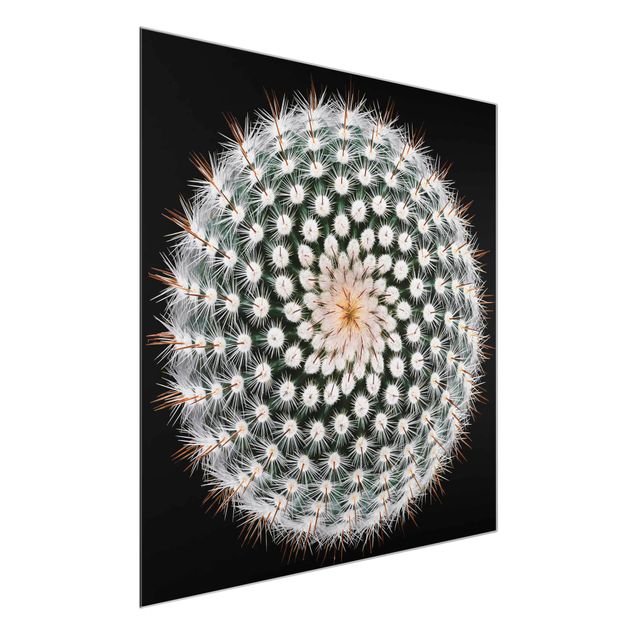 Obrazy nowoczesne Kwiat kaktusa