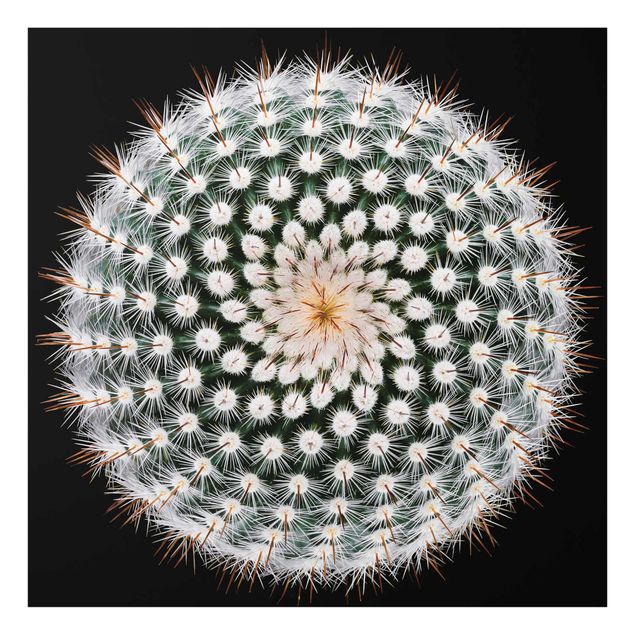 Obraz czarny Kwiat kaktusa