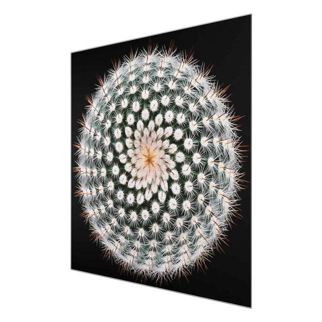 Obrazy kwiatowe Kwiat kaktusa