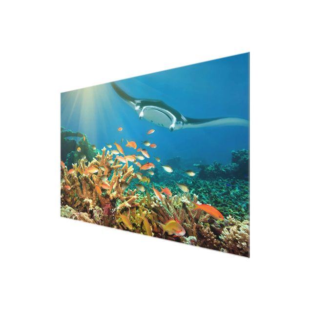 Obrazy zwierzęta Refa koralowa
