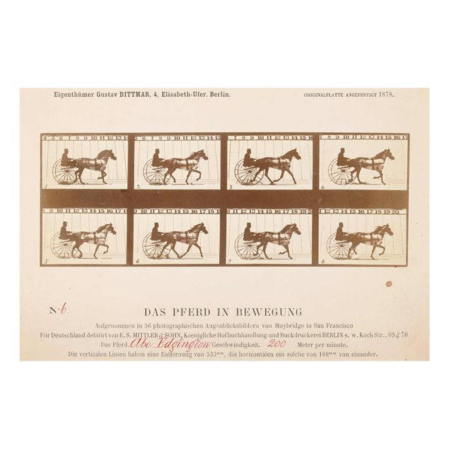 Obrazy na szkle zwierzęta Eadweard Muybridge - Koń w ruchu