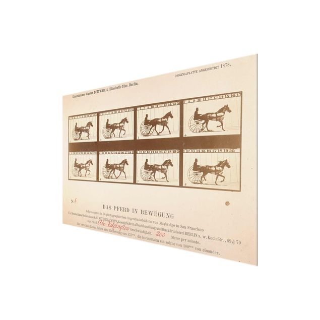 Nowoczesne obrazy do salonu Eadweard Muybridge - Koń w ruchu