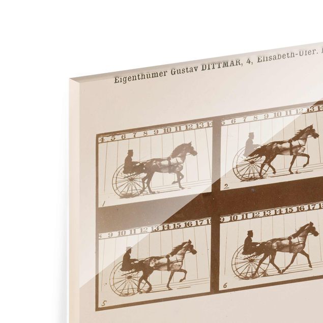 Obrazy nowoczesny Eadweard Muybridge - Koń w ruchu