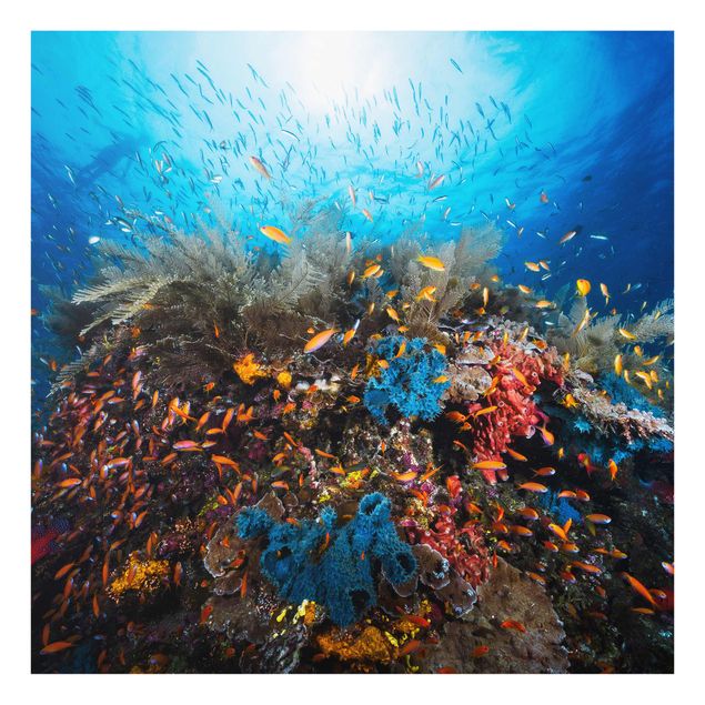 Obrazy na szkle zwierzęta Laguna podwodna