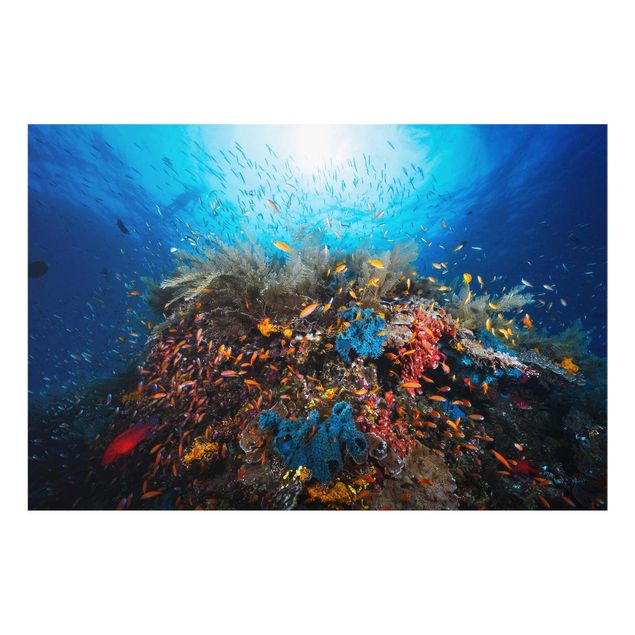 Obrazy na szkle zwierzęta Laguna podwodna