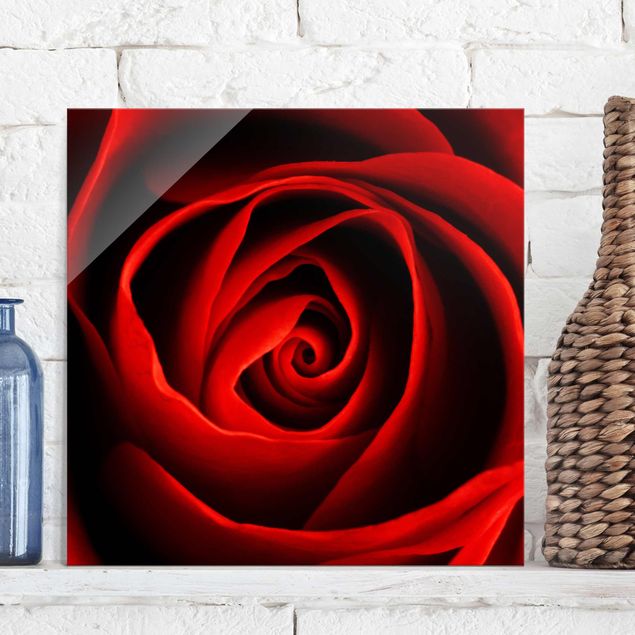 Obrazy na szkle róże Piękna róża