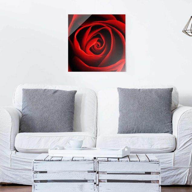 Obrazy na szkle kwadrat Piękna róża
