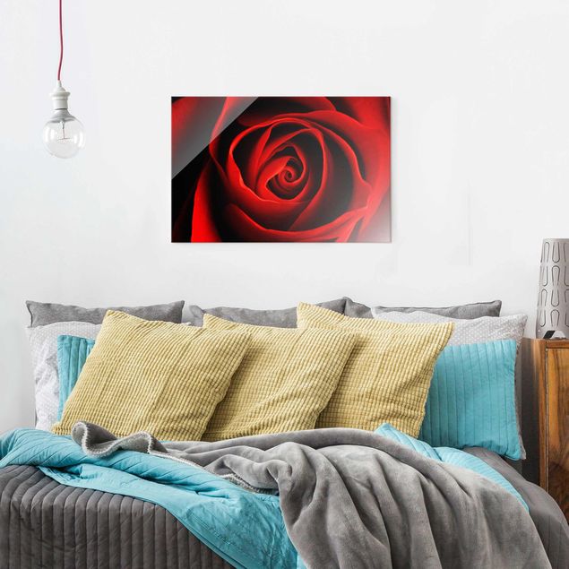 Obrazy na szkle poziomy Piękna róża