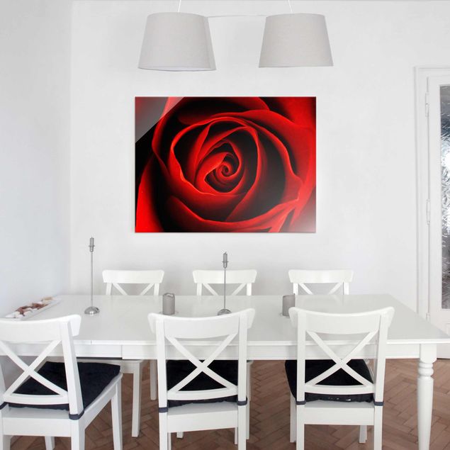 Obrazy na szkle poziomy Piękna róża