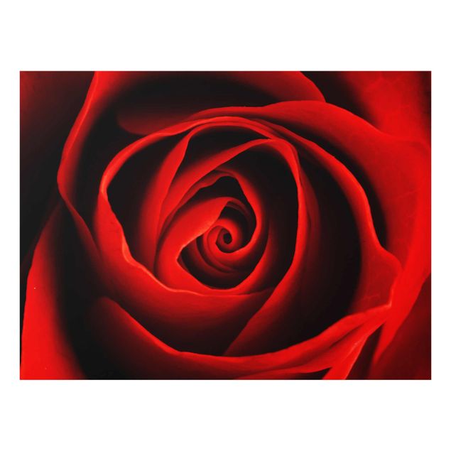 Obrazy nowoczesny Piękna róża