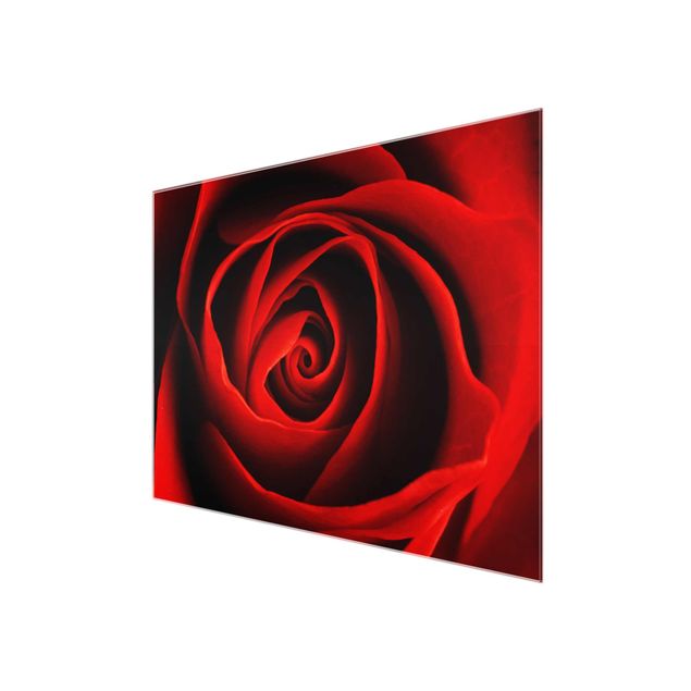 Obraz z czerwonym motywem Piękna róża