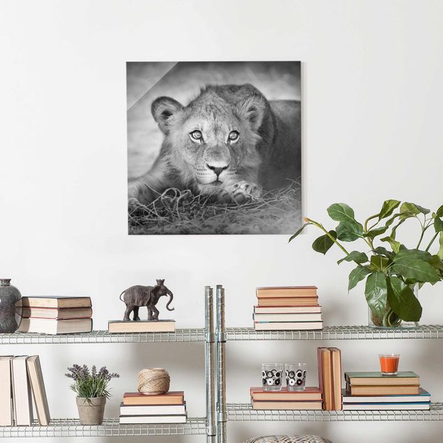 Obrazy na szkle kwadrat Czające się lwiątko