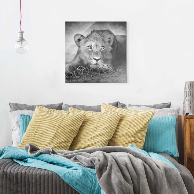 Obrazy na szkle zwierzęta Czające się lwiątko