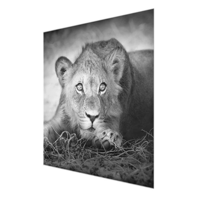 Obrazy zwierzęta Czające się lwiątko