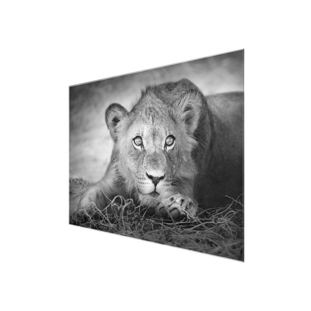 Obrazy zwierzęta Czające się lwiątko