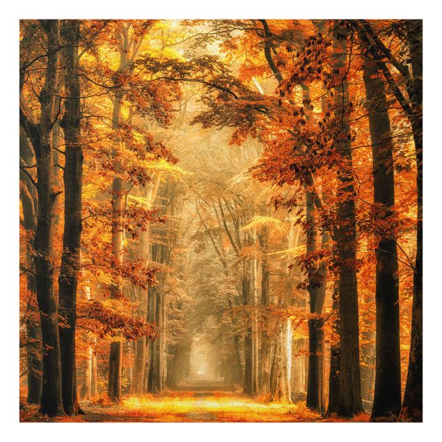 Obrazy nowoczesne Bajkowy las jesienią