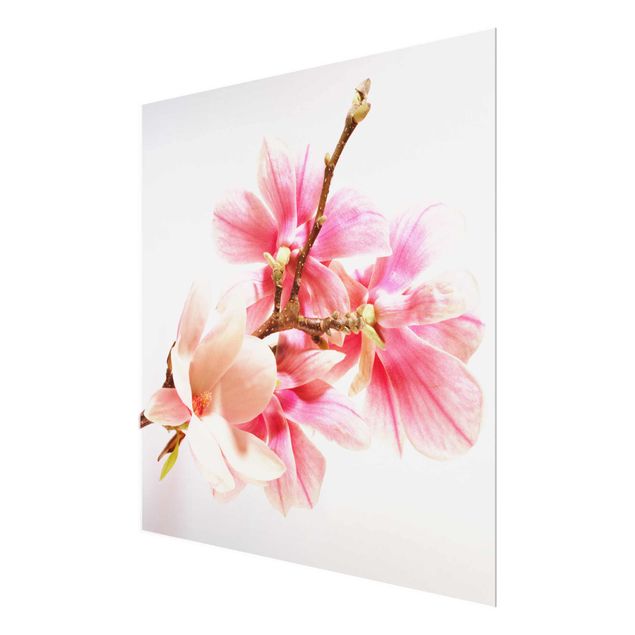 Obrazy z motywem kwiatowym Kwiaty magnolii