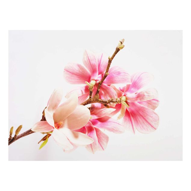 Obraz różowy Kwiaty magnolii