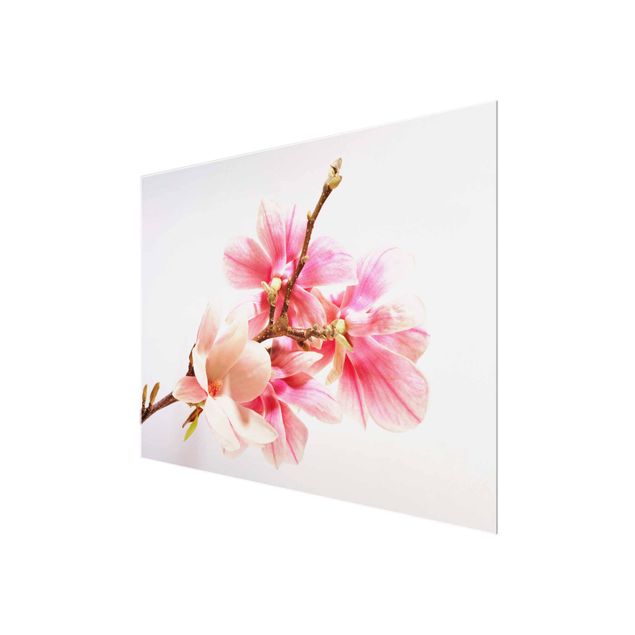 Obrazy z motywem kwiatowym Kwiaty magnolii