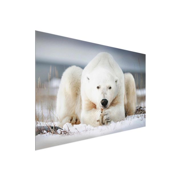 Obrazy na szkle zwierzęta Przemyślany niedźwiedź polarny