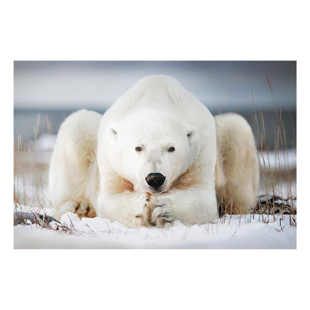 Nowoczesne obrazy do salonu Przemyślany niedźwiedź polarny
