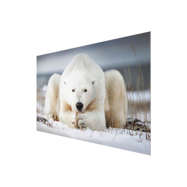 Obrazy nowoczesny Przemyślany niedźwiedź polarny