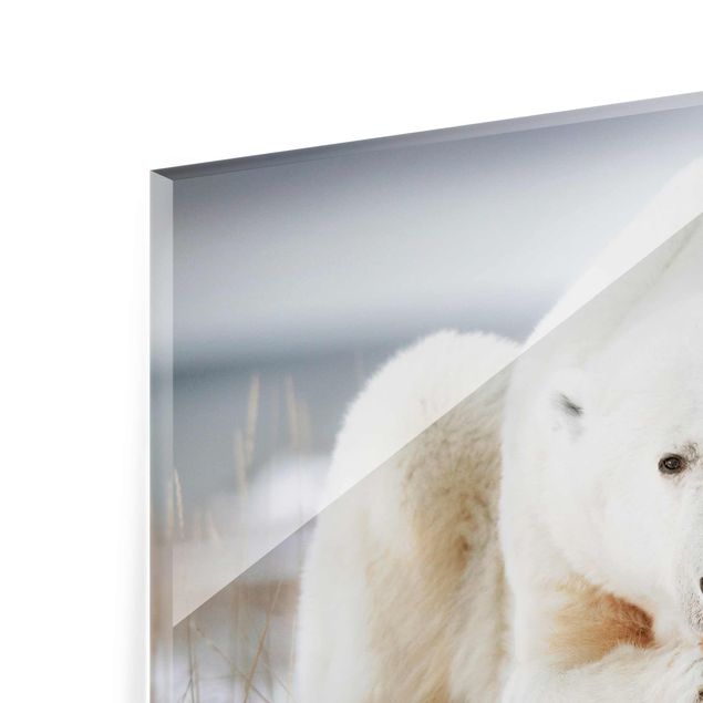 Obrazy ze zwierzętami Przemyślany niedźwiedź polarny