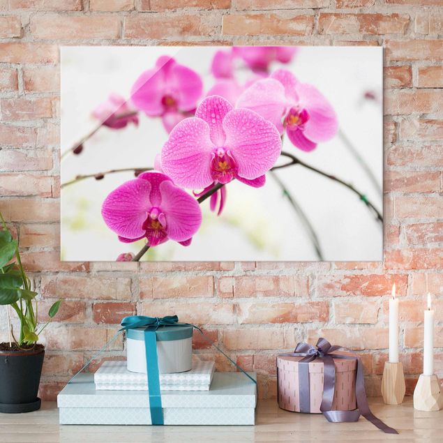 Obrazy orchidea Storczyk z bliska