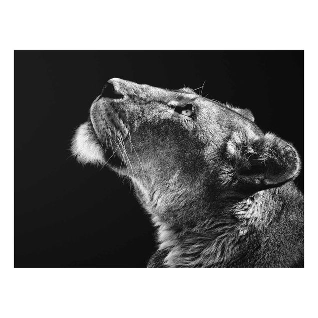 Obrazy na szkle zwierzęta Portret lwicy