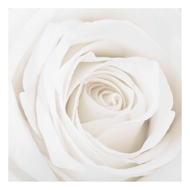 Obrazy nowoczesny Piękna biała róża