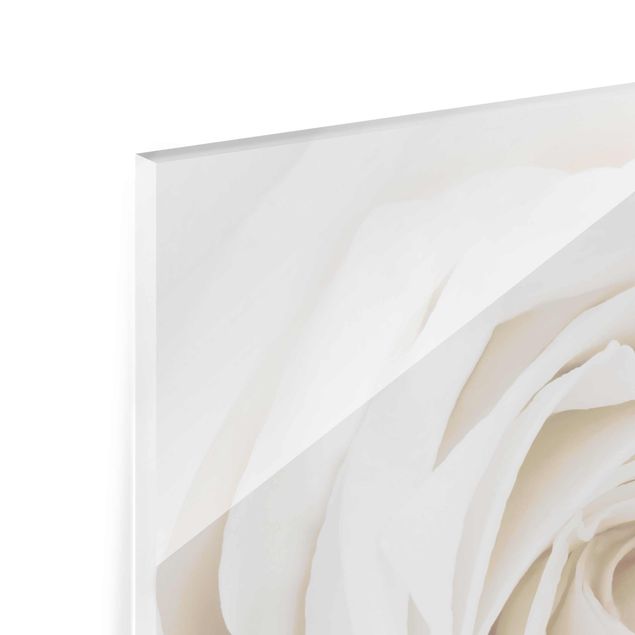 Magnettafel Glas Piękna biała róża
