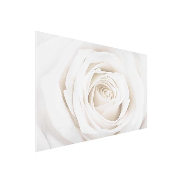Nowoczesne obrazy do salonu Piękna biała róża