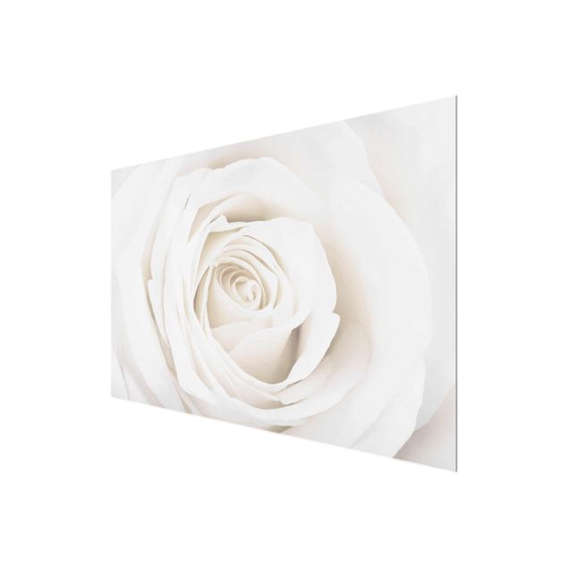 Obrazy motywy kwiatowe Piękna biała róża