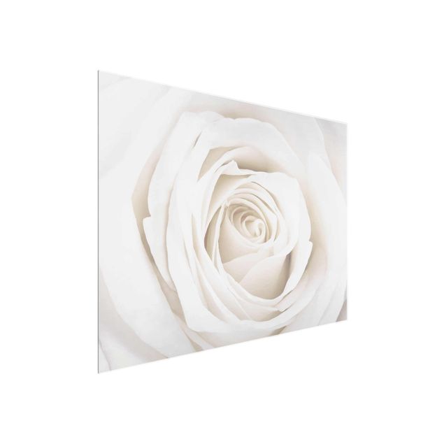 Nowoczesne obrazy do salonu Piękna biała róża