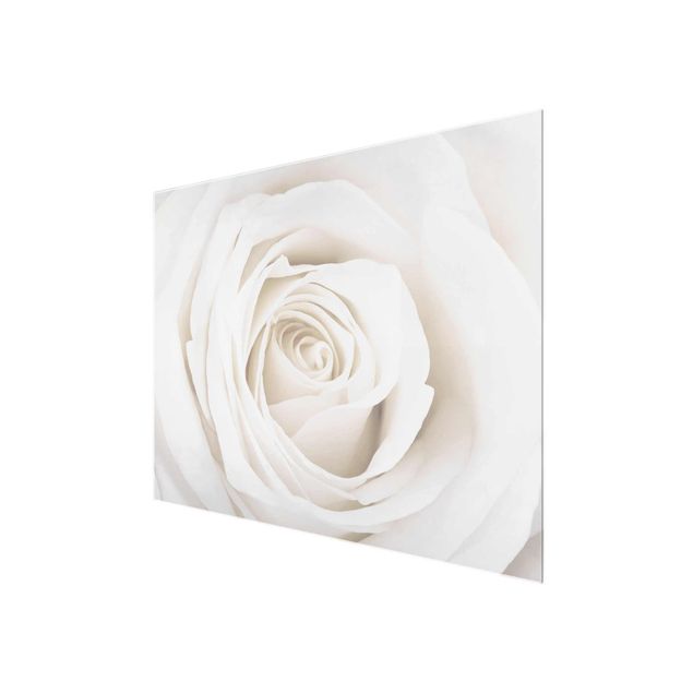 Obrazy motywy kwiatowe Piękna biała róża