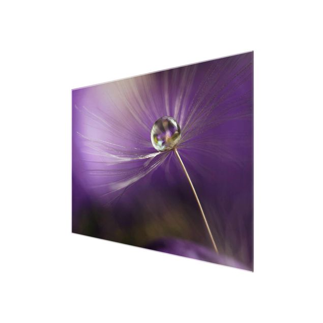 Obrazy motywy kwiatowe Mniszek lekarski w kolorze fioletowym