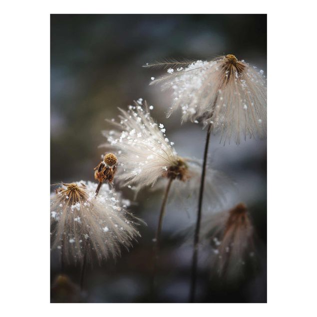 Obrazy nowoczesny Dandeliony z płatkami śniegu